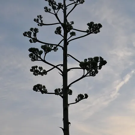 Belogna Ikons Naxos
