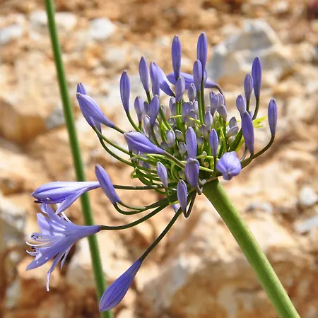מלון Belogna Ikons Naxos